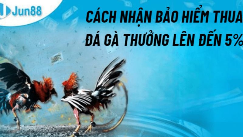  Hướng dẫn tham gia bảo hiểm thua đá gà Jun88